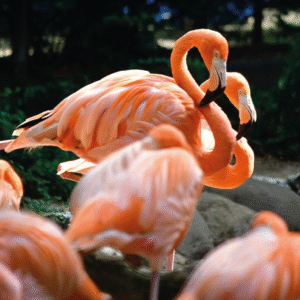 Zoológico de Barranquilla
